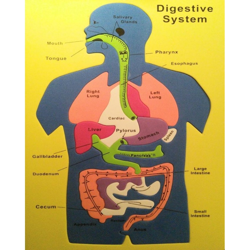 Parts Of Digestive System Buy Human Organ System Formic Model Of My